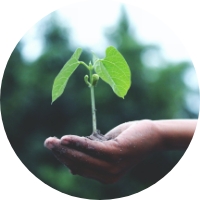 interpretive research institute A hand holding a small green plant, showcasing growth and nurturing.