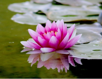 interpretive research institute A pink flower on a lily pad, tended by researchers of color.