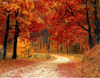 interpretive research institute A road in the woods with red and orange leaves perfect for black scholars or researchers of color.